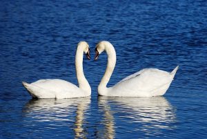 swans facing, necks creating heart shape