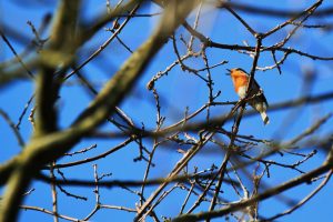 robin in tree, it's beak open singing