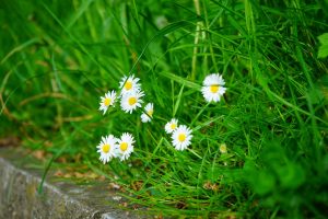 daisy blooming among grass